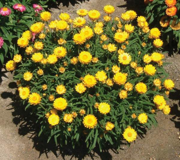 Xerochrysum bracteatum everlasting daisy 'Sundaze Everlasting Gold'