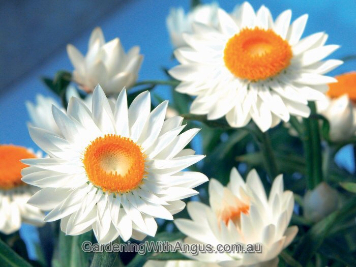 Xerochrysum bracteatum everlasting daisy 'Sundaze White'