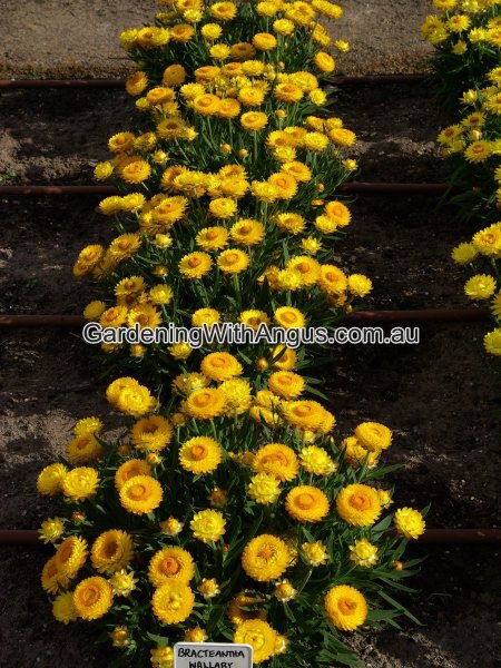 xerochrysum bracteatum everlasting daisy 'Wallaby Gold'