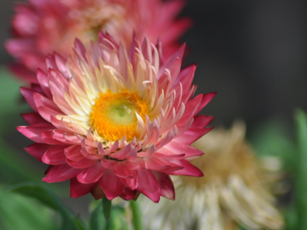 Xerochrysum bracteatum paper daisy 'Pink Sunrise'