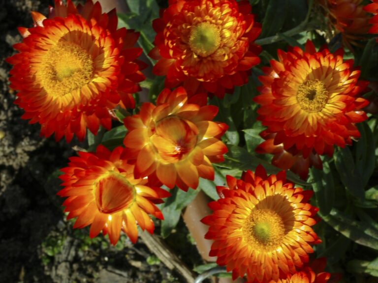 Xerochrysum ‘Wallaby Orange’ – Everlasting Daisy | Gardening With Angus