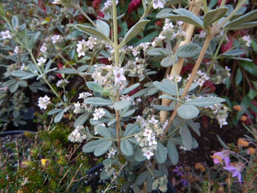 Zieria cytisoides 'Grey Ghost' has interesting grey foliage and pink flowers