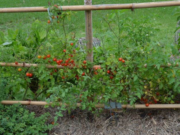 Cherry Tomatoes | Gardening With Angus