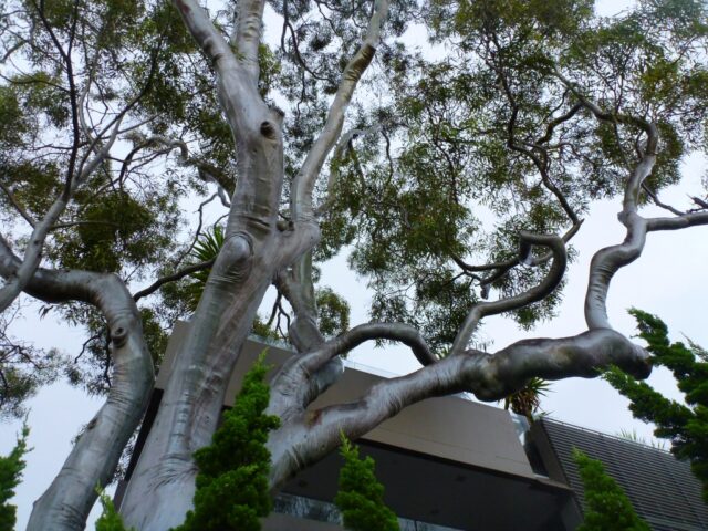 Corymbia citriodora - lemon scented gum