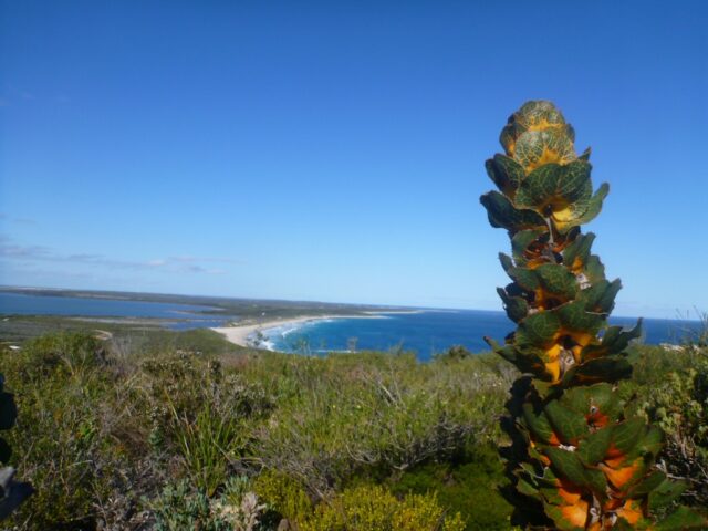 Hakea victoria - Royal hakea