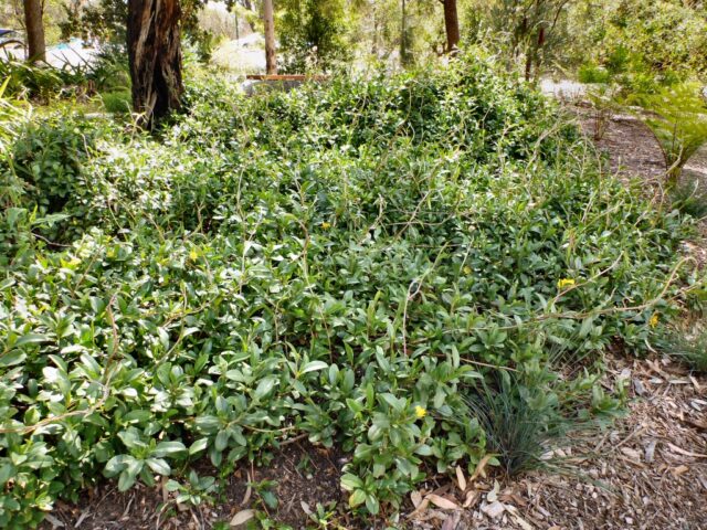 Hibbertia scandens - snake vine makes a great ground cover plant