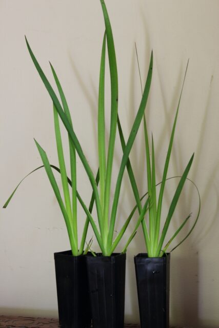 kangaroo paw 'Tall and Tough' tubestock for sale