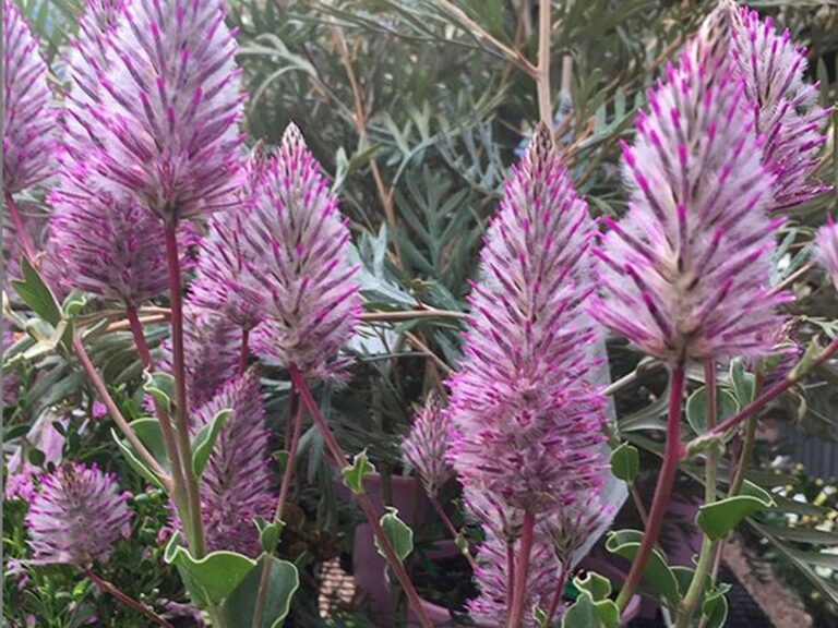 Sydney Wildflower Nursery Gardening With Angus