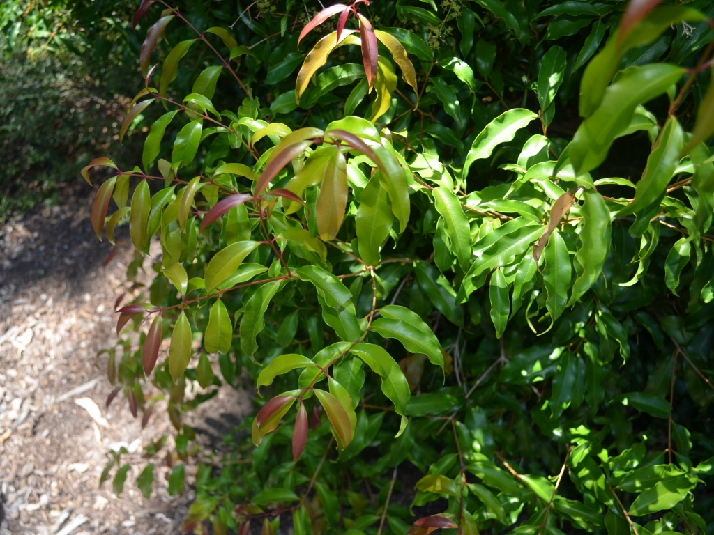Syzygium anisatum - Aniseed myrtle
