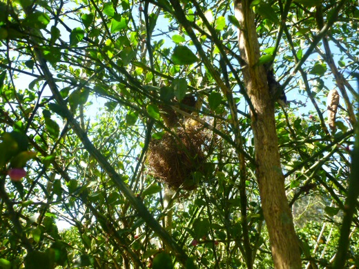 Bird nest in a spiky Citrus australasica