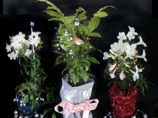 Dress up plants for christmas presents