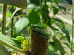 Green garden frog