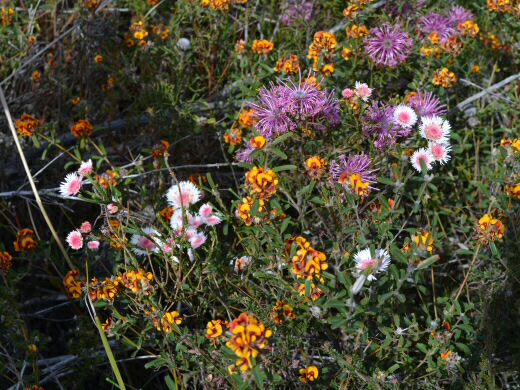 Newsletter #7- October 2014 – Celebrate Spring, Celebrate West Australian Plants