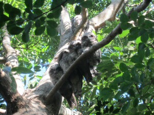 Tawny frogmouths in a red cedar tree
