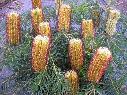 banksia cherry candles looks like bungers