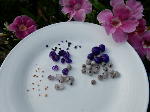 dianella and midgin berry seeds