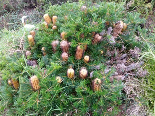 Compact Banksia spinulosa