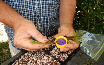 Root cuttings