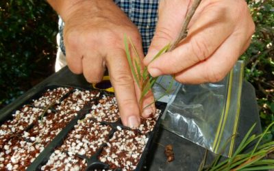 Plant propagation by stem cuttings