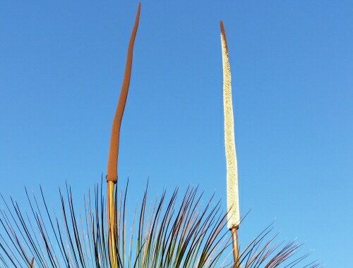grass trees flowering at catherine hill bay