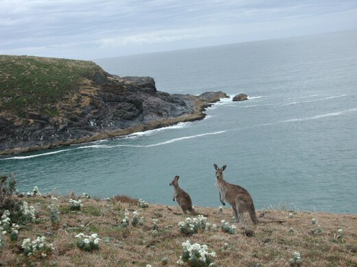kangaroo paws amongst the flannel flowers