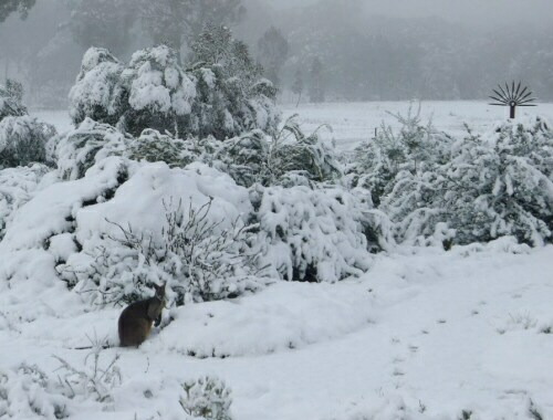 swamp-wallaby-in-the-snow