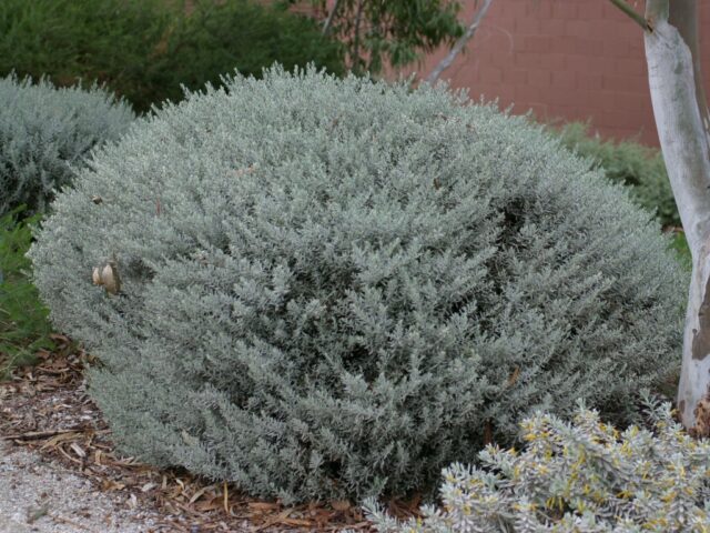Eremophila glabra 'Silver Ball' is a compact australian shrub with grey foliage