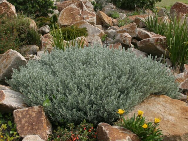 Eremophila glabra 'Silver Ball' is a compact australian shrub with grey foliage