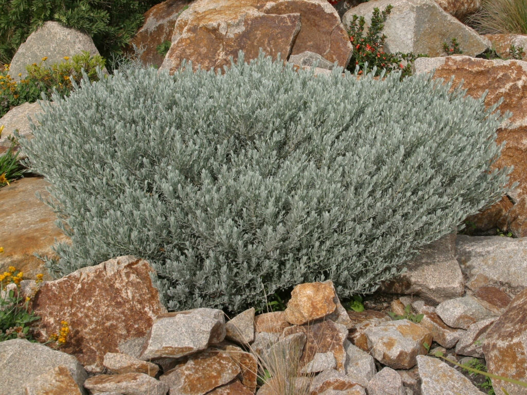 Eremophila glabra 'Silver Ball' is a compact australian shrub with grey foliage