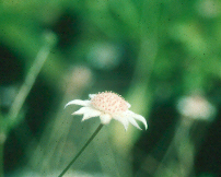 Actinotus minor - Lesser flannel flower