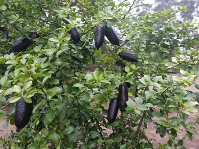 Citrus australasica native citrus finger lime 'Judys Everbearing' is edible and a good bush tucker food plant