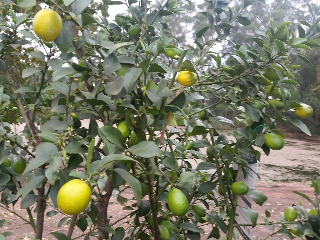 Citrus hybrid native citrus 'Sunrise Lime'