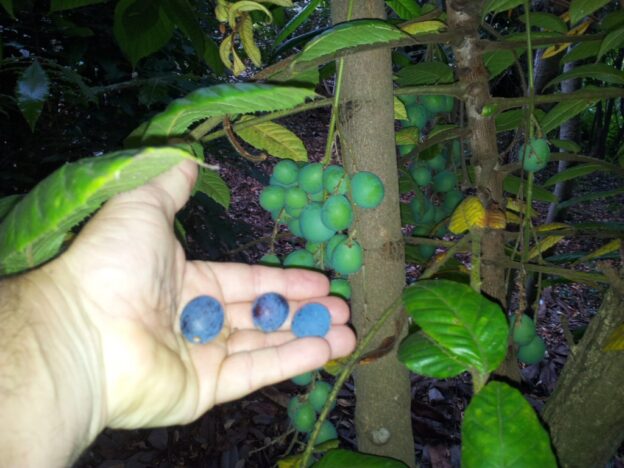 Davidsonia pruriens – Davidson’s Plum | Gardening With Angus