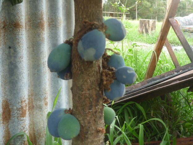 Davidsonia pruriens – Davidson’s Plum | Gardening With Angus