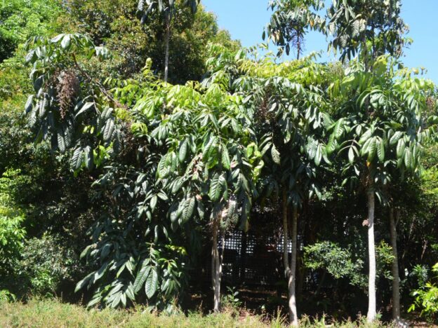 Davidsonia pruriens – Davidson’s Plum | Gardening With Angus