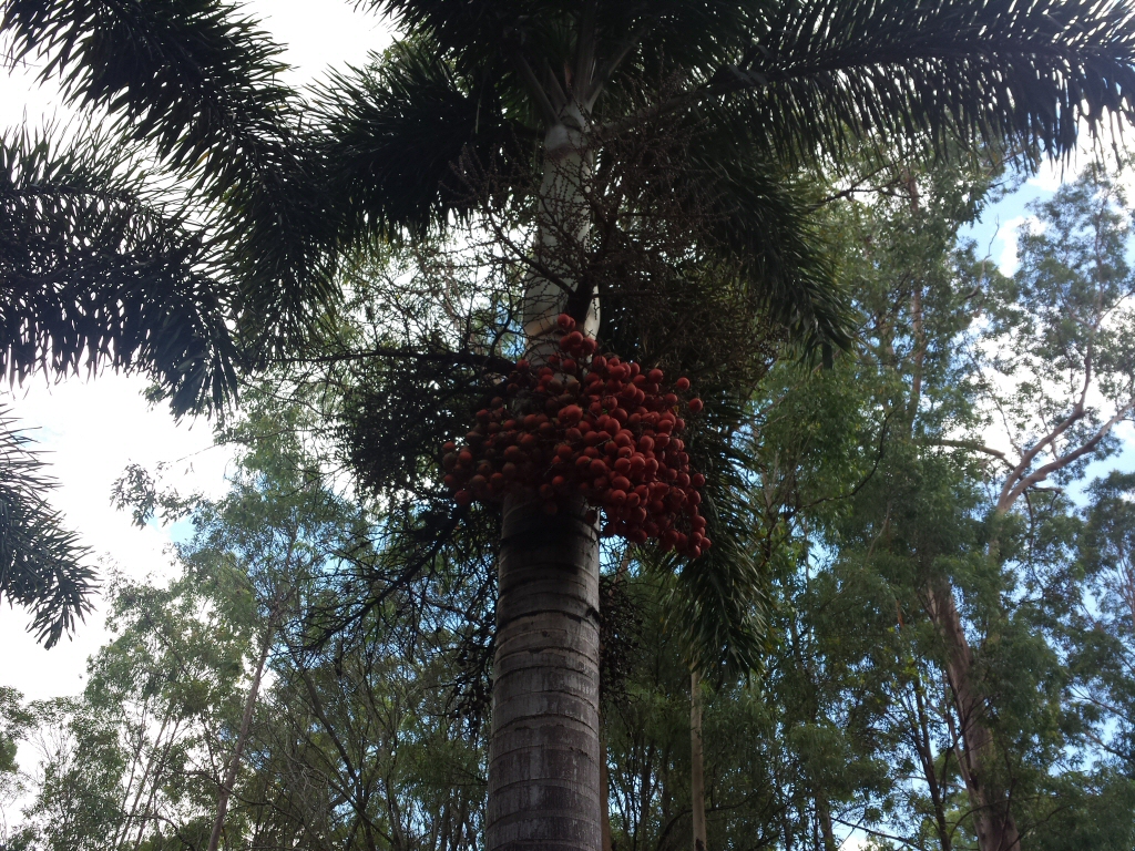Wodyetia bifurcata - foxtail palm