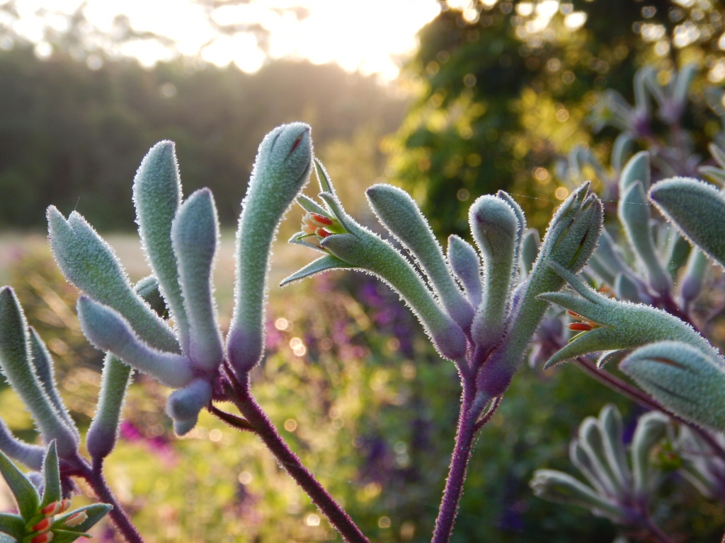 anigozanthos flavidus kangaroo paw landscape violet is a hardy plant