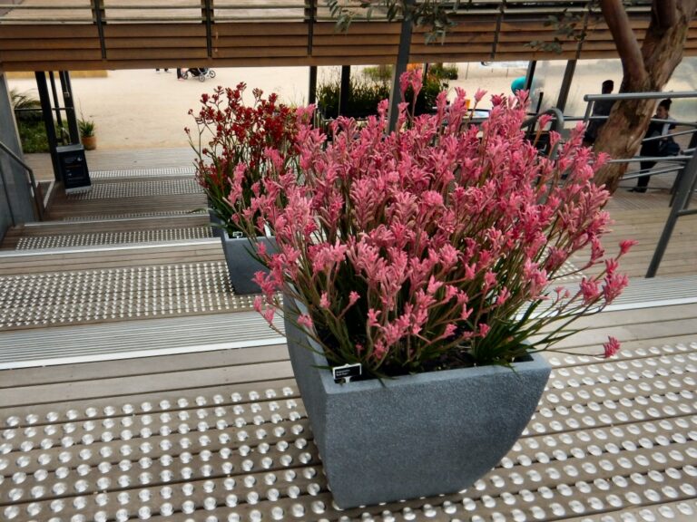 Anigozanthos ‘Bush Pearl’ Kangaroo Paw Gardening With Angus