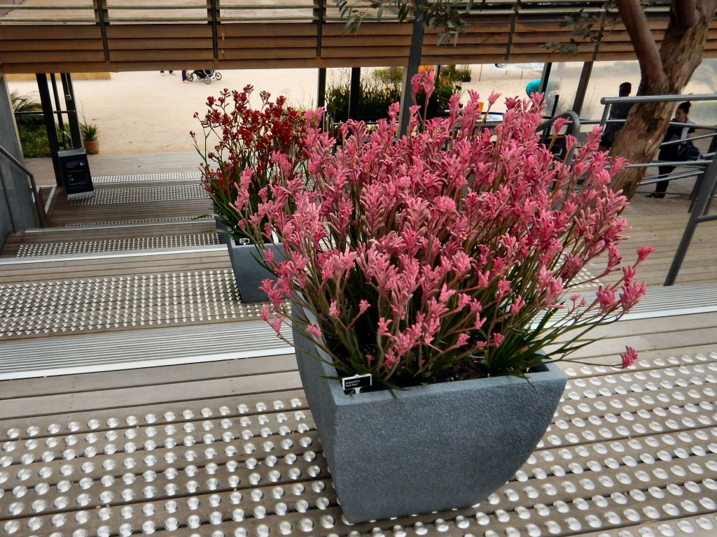Best Tall Plants For Pots In Full Sun Australia