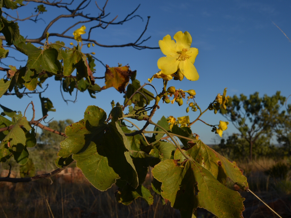 Cochlospermum fraseri - Kapok from tropical Australia