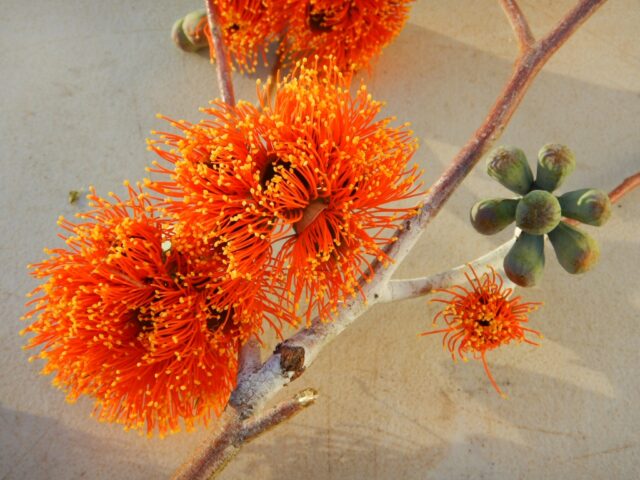 Eucalyptus miniata - woollybutt gum