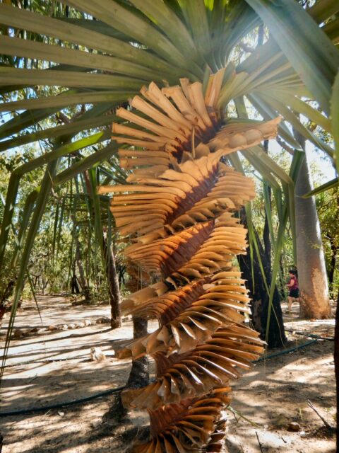 Pandanus spiralis - screw pine is a stunning plant that grows in australia's tropical top end