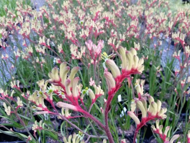 Anigozanthos hybrid kangaroo-paw 'Landscape Red Green'