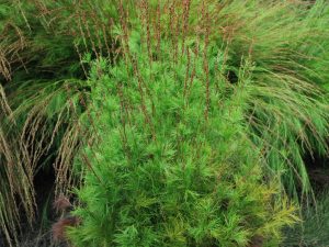 Baloskion ‘Green Wedge’ – Tassel Cord Rush | Gardening With Angus