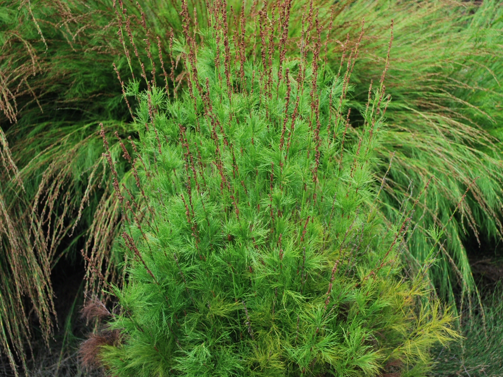 Baloskion -tassel cord rush 'Green Wedge' is good for boggy gardens