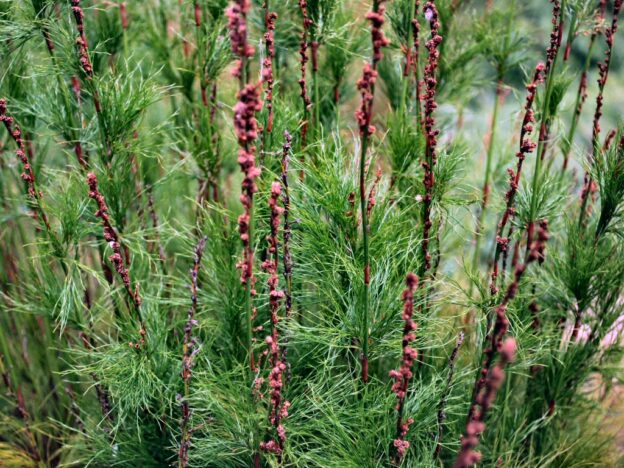 Baloskion ‘Green Wedge’ – Tassel Cord Rush | Gardening With Angus