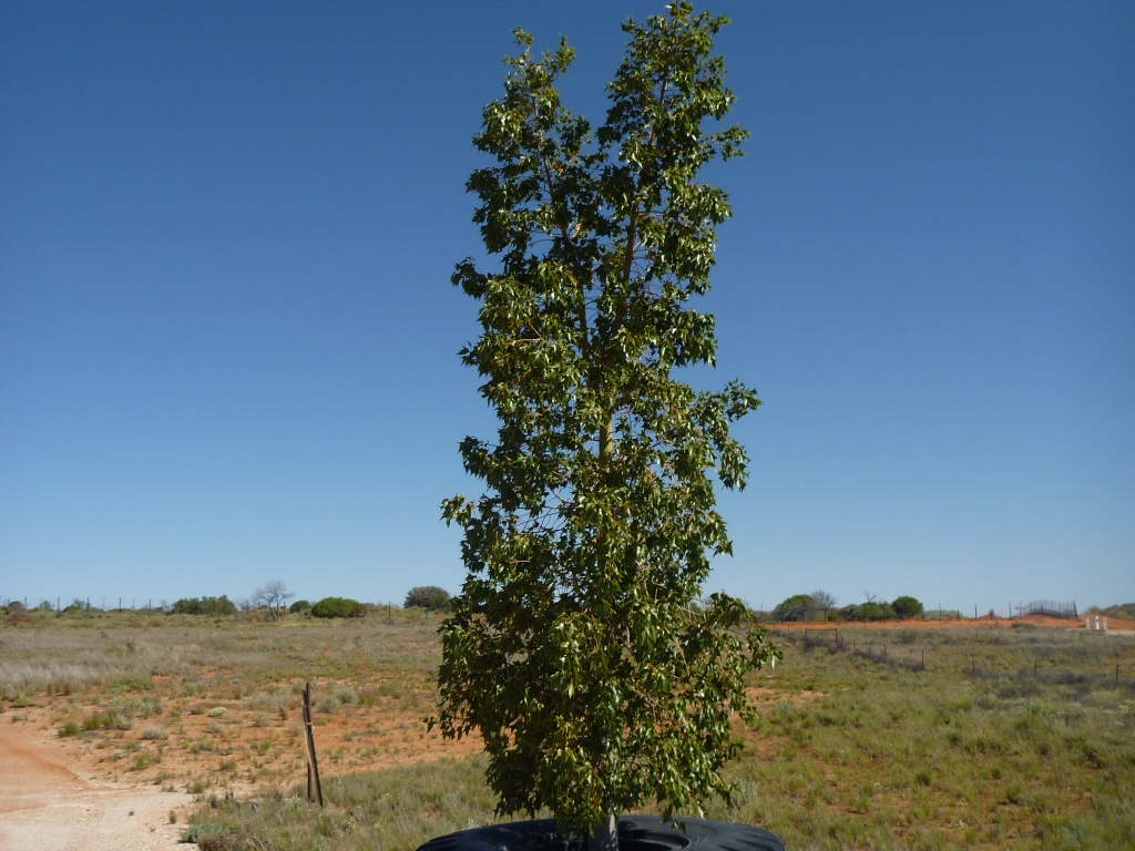 Brachychiton populneus - Kurrajong tree