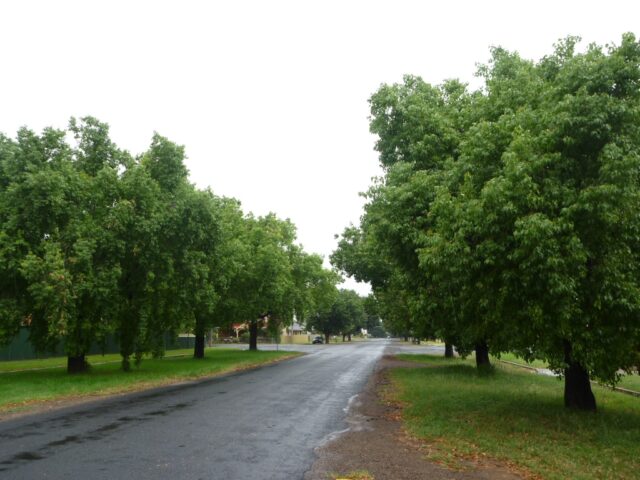 Brachychiton populneus - Kurrajong tree