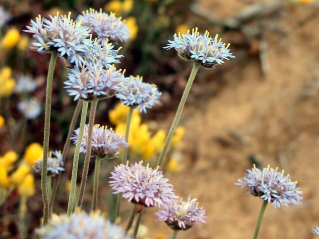 Brunonia australis - blue pincushion flower