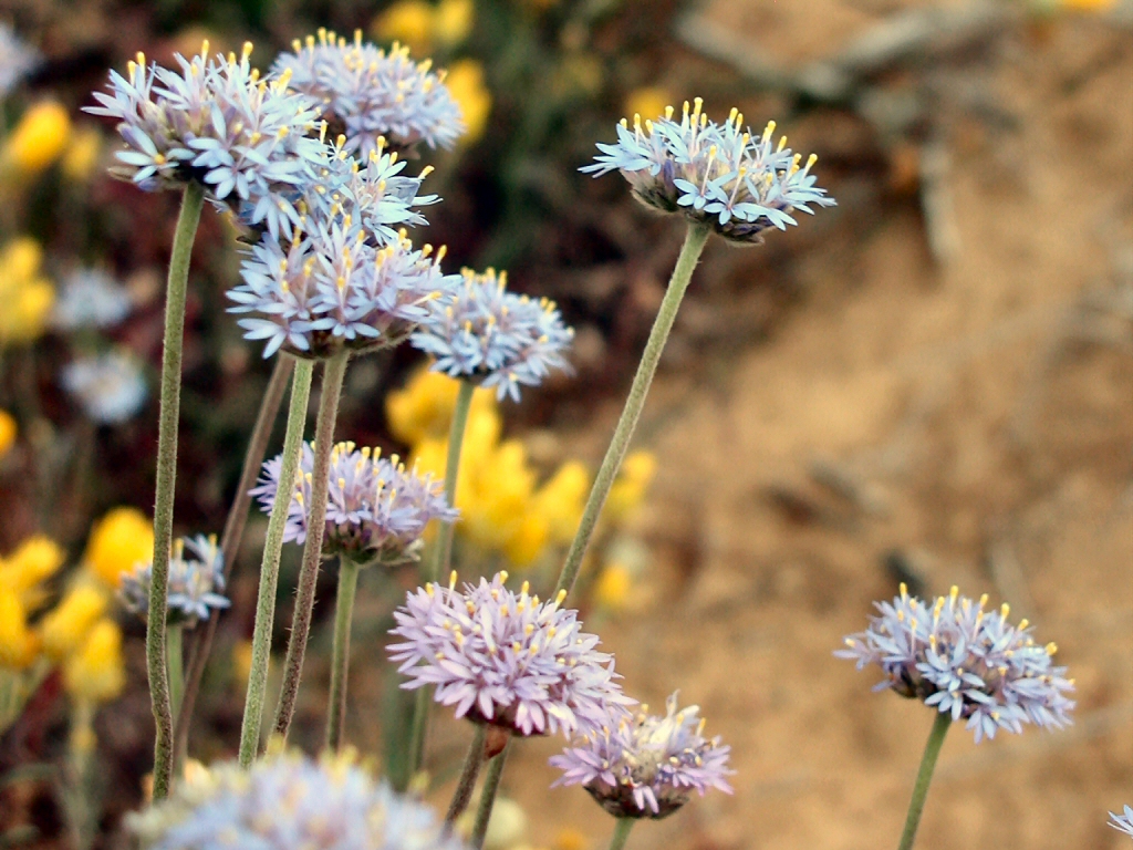 Brunonia australis - blue pincushion flower
